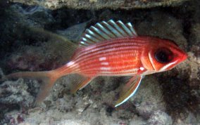 Longspine Squirrelfish - Holocentrus rufus