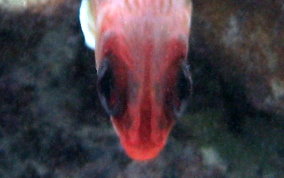 Longspine Squirrelfish - Holocentrus rufus