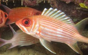 Longspine Squirrelfish - Holocentrus rufus