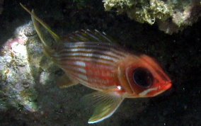 Longspine Squirrelfish - Holocentrus rufus