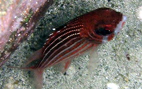 Reef Squirrelfish - Neoniphon coruscum