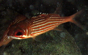 Reef Squirrelfish - Neoniphon coruscum