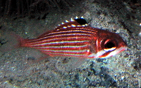 Reef Squirrelfish - Neoniphon coruscum