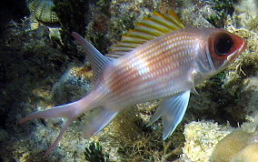 Common Squirrelfish - Holocentrus adscensionis