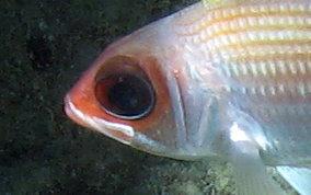 Common Squirrelfish - Holocentrus adscensionis