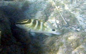 Nassau Grouper -  Epinephelus striatus