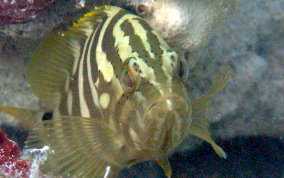 Nassau Grouper -  Epinephelus striatus