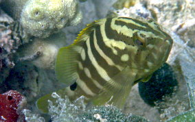 Nassau Grouper -  Epinephelus striatus