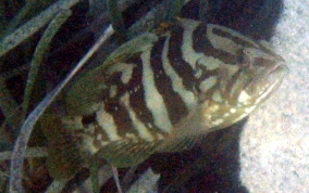 Nassau Grouper -  Epinephelus striatus