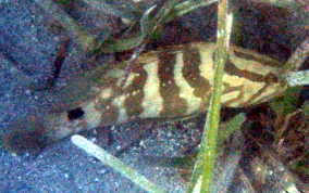 Nassau Grouper -  Epinephelus striatus