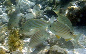 Sea Bream - Archosargus rhomboidalis 