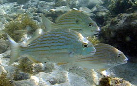 Sea Bream - Archosargus rhomboidalis 