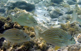 Sea Bream - Archosargus rhomboidalis 