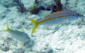 Yellow Goatfish - Pseudupeneus maculatus 