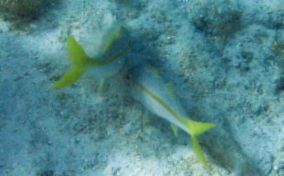 Yellow Goatfish - Pseudupeneus maculatus 