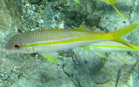 Yellow Goatfish - Pseudupeneus maculatus 