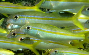 Yellow Goatfish - Pseudupeneus maculatus 