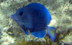 Blue Tang - Acanthurus coeruleus