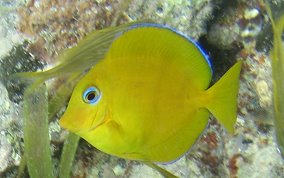 Blue Tang - Acanthurus coeruleus