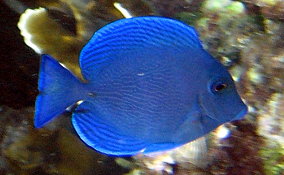 Blue Tang - Acanthurus coeruleus