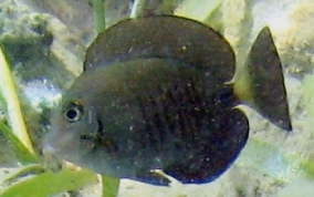 Doctorfish - Acanthurus chirurgus