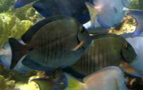 Doctorfish - Acanthurus chirurgus