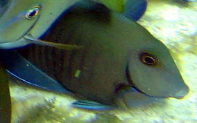 Doctorfish - Acanthurus chirurgus