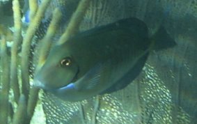 Doctorfish - Acanthurus chirurgus