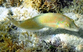 Blackear Wrasse - Halichoeres poeyi