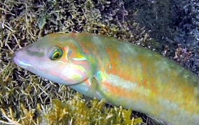 Blackear Wrasse - Halichoeres poeyi