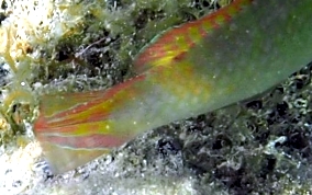 Blackear Wrasse - Halichoeres poeyi