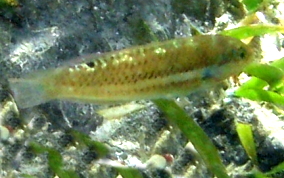 Blackear Wrasse - Halichoeres poeyi