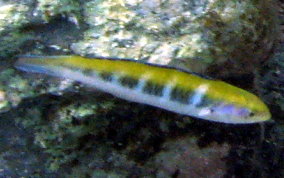 Bluehead Wrasse - Thalassoma bifasciatum 