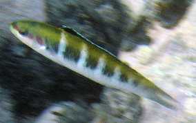 Bluehead Wrasse - Thalassoma bifasciatum 