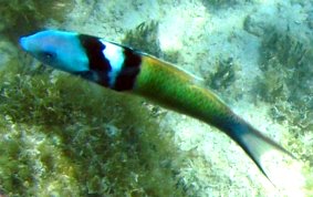 Bluehead Wrasse - Thalassoma bifasciatum 