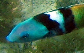 Bluehead Wrasse - Thalassoma bifasciatum 