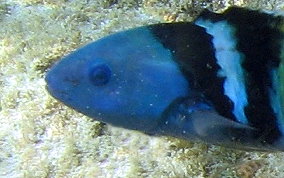 Bluehead Wrasse - Thalassoma bifasciatum 