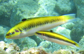 Bluehead Wrasse - Thalassoma bifasciatum 