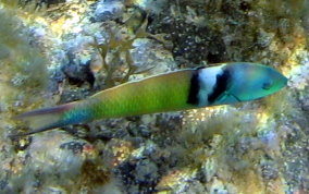 Bluehead Wrasse - Thalassoma bifasciatum 