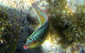 Clown Wrasse - Halichoeres maculipinna