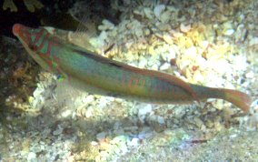 Clown Wrasse - Halichoeres maculipinna