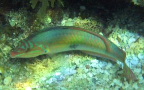 Clown Wrasse - Halichoeres maculipinna