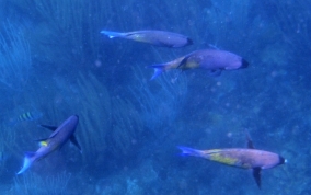 Creole Wrasse - Clepticus parrae