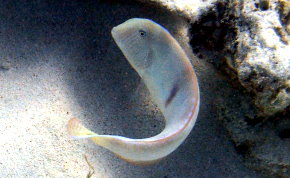 Pearly Razorfish -Xyrichtys novacula