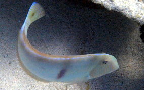 Pearly Razorfish -Xyrichtys novacula