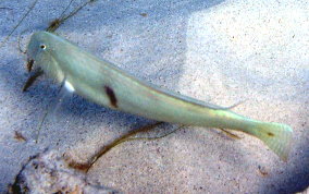 Pearly Razorfish -Xyrichtys novacula