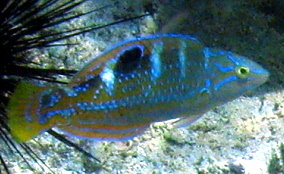 Puddingwife - Halichoeres radiatus