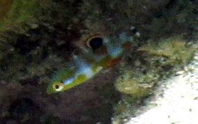 Puddingwife - Halichoeres radiatus