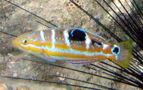 Puddingwife - Halichoeres radiatus