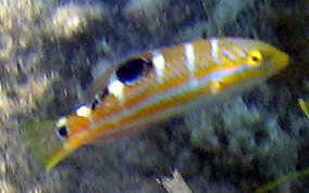 Puddingwife - Halichoeres radiatus